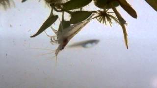 Freshwater shrimp feeding Paratya compressa [upl. by Enoved]