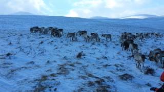 The Cairngorm Reindeer Aviemore [upl. by Amann891]