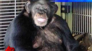 Family Says Chimp Attack Victim Talking Moving [upl. by Eitnom]