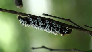 コマユバチの繭に覆われたクヌギカレハ Lasiocampidae caterpillar covered with braconid wasp cocoons [upl. by Volding]