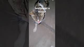 Country cat swallowed a mouse pls sub cat catlover [upl. by Novert]