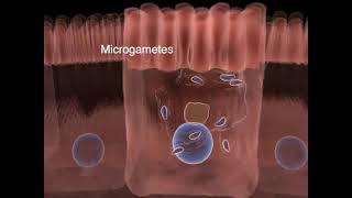 The life cycle of Toxoplasma gondii  Part 01 [upl. by Dustman416]