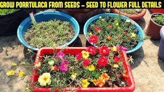 How To Grow Portulaca Or Moss Rose From SeedsFull Information From Seed To Flower [upl. by Findlay]