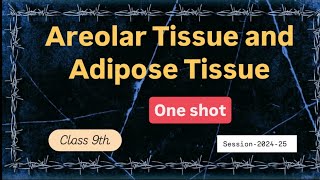 Class 9  Chapter 2 Tissue  Areolar tissue and Adipose tissue explanation in detail [upl. by Eenyaj]