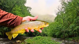 Fly Fishing North Carolina  Magical Mountain Stream [upl. by Shalna]