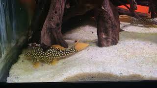 L014 sunshine pleco feeding [upl. by Onitselec553]