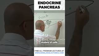 Endocrine pancreas drnajeeb drnajeeblectures shortvideo [upl. by Joung906]