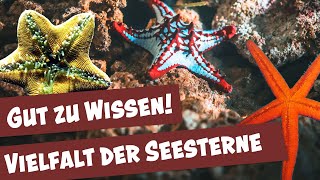 Überraschende Fakten über den Seestern  Tierisch was los [upl. by Akiehsat]