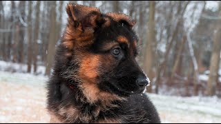 German Shepherd Puppy First Week Home [upl. by Putscher]