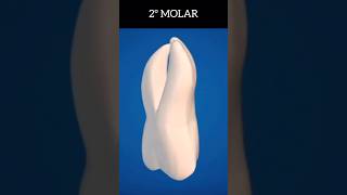 SEGUNDO MOLAR DENTAL molar forypur foryourpage shortsfeed forpages foryoupage shortsvidro [upl. by Harutak73]