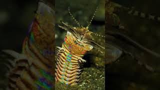 Bobbit Worm vs Foxface Rabbitfish shorts [upl. by Nylsoj]