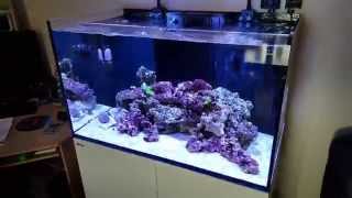 Red Sea REEFER 250 week 3 Live rock in update [upl. by Jevon]