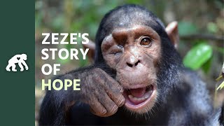 Chimp Rescued From Distressing Conditions Thanks Her Savior With A Powerful Gesture [upl. by Ferdy]