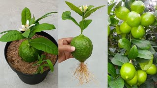 Grow lemon unique way  lemon tree from lemon [upl. by Tinaret]