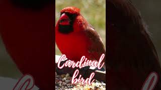 🐦red cardinal bird  cardinal bird calls  bird sounds cardinal cardinal bird birdsounds shorts [upl. by Athalia384]