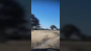 Ostriches running across the road botswana ostrich wildlife beauty [upl. by Etteyniv88]