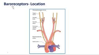 Baroreceptor reflex [upl. by Sparhawk]