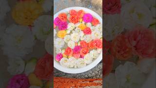 😍 Timelapse 🌱youtubeshorts minivlog shaikrishnav vlog trending shorts timelapse portulaca [upl. by Perle]