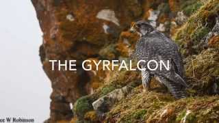 Gyrfalcon Conservation Alaska  The Peregrine Fund [upl. by Lutero]