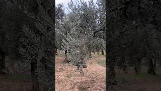 Zeytin ağaçları zeytin olive ziraat üretim tarım tarla garden çiftçi köy ağaçlar doğa [upl. by Adehsar517]