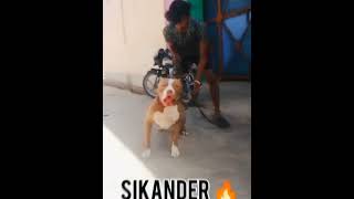 pitbull vs rottweiler  foryou pitbulll viral pitbulll doglover rottweiler  ytshorts [upl. by Ahsrats]