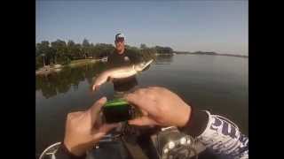 Fox Chain of Lakes 46 inch Musky [upl. by Sudnac990]