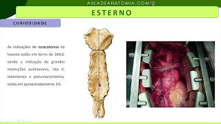 OSSO ESTERNO anatomia fisioterapia medicina medico trauma traumatologia ortopedia ossos [upl. by Onofredo]