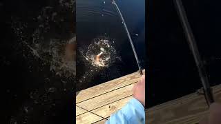 Catching a big stingray in brackish water fishing stingray dockfishing [upl. by Cami]