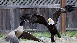 Angry birds Battle between goose eagle caught on camera [upl. by Allerym18]