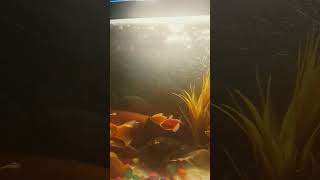 Fantail goldfish  song music tseries fish aquariumchannel animemusic aquarium aquarim [upl. by Uranie]