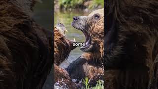 Why You Dont Want to Meet a Kodiak Bear In The Wild [upl. by Pietro]