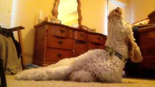 Goldendoodle Howling [upl. by Maloney]