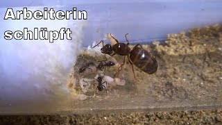 Lasius emarginatus  Pygmäe schlüpft Clip [upl. by Annaor]