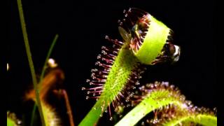 Drosera capensis vs fly [upl. by Rowell]