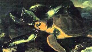 SaintSaens Carnival of the AnimalsTortues Tortoises [upl. by Seidel]