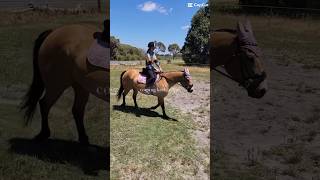 Hold tight 💫 equestrain horse horsefan improvement shorts [upl. by Ibrahim]