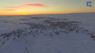 Amazing Drone Footage Of Reindeer Migration [upl. by Vivianne]