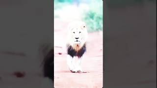 barbary lions in jungle  lions roaring sound  shorts viralreels trendingshorts viralreels [upl. by Aciraa]