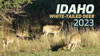 Idaho Whitetailed Deer Hunt2023 [upl. by Schnurr693]