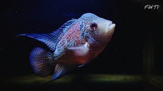 frolic flowerhorn [upl. by Frantz]