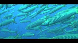 Barracuda Documentary [upl. by Aseneg534]