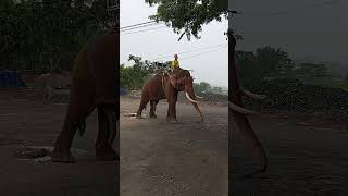 I rarely see tusked elephants protect them only 150 left in Vietnam vietnambiketourscom [upl. by Amalita]