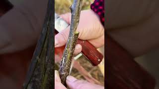 Tongue Grafting Made Simple graft grafting diy farming plants garden gardening plants [upl. by Egnalos]