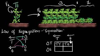 Incomplete Dominance And Codominance  Heredity And Evolution  Class 10 Biology Term 2 9818434684 [upl. by Jacquelyn]