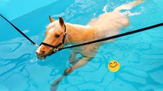 Best Funniest Horse 😹  funny and cute Horse Videos Compilation Made your day with 3 [upl. by Aiynot226]