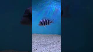 ciclido frontosa music aquarium trending fish acuarium fishing aquariumfish fishtank short [upl. by Chrisoula]