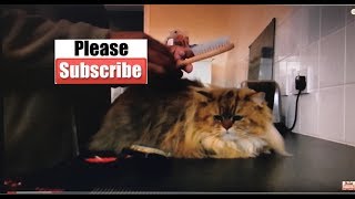 How to comb a Persian Cat [upl. by Hussein]