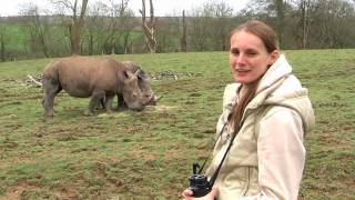 Manor House Wildlife Park Tenby Wales  First Day in the Paddock for Rhino Zuberi [upl. by Eidnak]