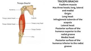 Triceps brachii and Anconeus muscle [upl. by Nirret403]