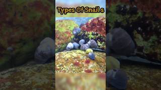 🤯Types of Snails 🗿Littorina LittoriaSnail 🔥 Prat6 🐌  shorts viral trand ytshorts trand [upl. by Skvorak]